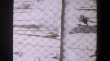 1964: beautiful peacock spreading her glory. SAINT LOUIS MISSOURI