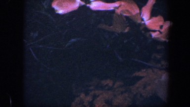 1960: a woman watching and enjoying a beautiful and big pink flower BALTIMORE