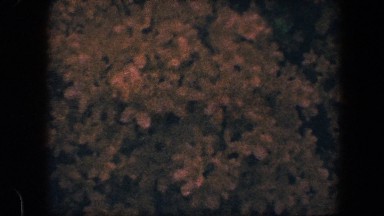 1960: vividly colored flowers of plants with curious morphology BALTIMORE