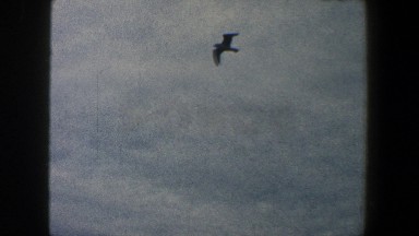 1960: Eagle Flies High Above the Statue of Liberty in New York City