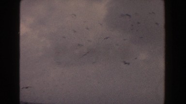 1960: buzzards flying over an ocean.