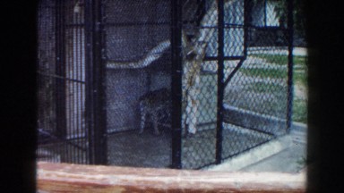 1960: wild leopards walking around in a cage. MIAMI, FLORIDA
