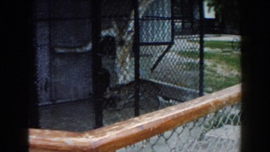 1960: a tiger walking back in fourth inside its cage at the zoo MIAMI, FLORIDA