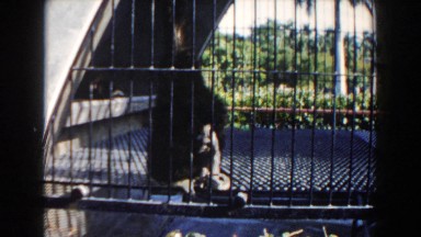 1960: Two Monkeys, Mother and Baby, Stand Behind Bars of Animal Enclosure