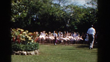 1961: people standing around looking at a flock of flamingos. NASSAU