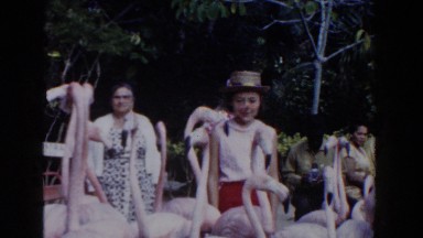 1961: women watching flamingos NASSAU