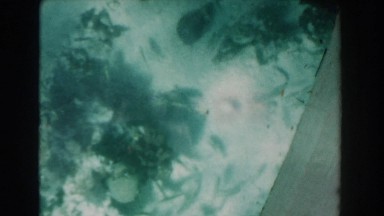 1961: fish swimming in the water NASSAU