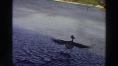 1966: large birds in the lake PUERTO RICO