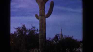 1958: desert cactus standing tall. TEXAS