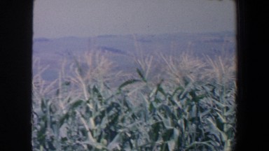 1959: a field outside with a woman standing in it. IOWA