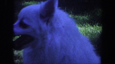 1959: Dog Walking in Yard, Iowa
