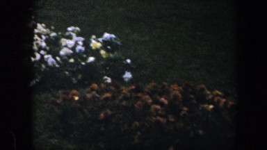 1960: many flowers in a field being discovered by the viewer during the season