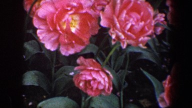 1960: Close-Up of Blooming Flowers in Baltimore Maryland