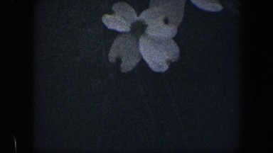 1960: A Flower with Four White Petals in the Dark Baltimore Maryland