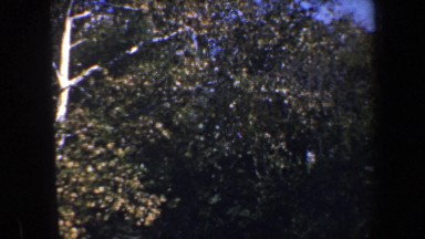 1960: muzzled deep in the tree leaves. BALTIMORE MARYLAND
