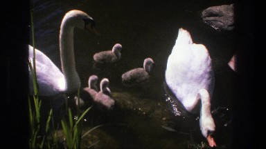 1975: Beautiful Swans and Their Babies on a Lake in Denmark