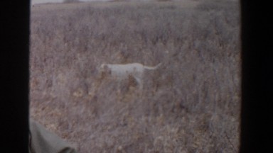 1956: a dog with a long pointed tail standing still LUBBOCK TEXAS