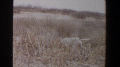 1956: dog searching something in the bush and being watched by policeman LUBBOCK
