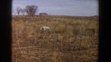 1956: dog running through an open field. LUBBOCK TEXAS