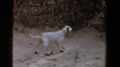 1956: a stray dog wandering around some bushes and looking at something LUBBOCK