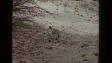 1956: vintage footage of dog LUBBOCK TEXAS