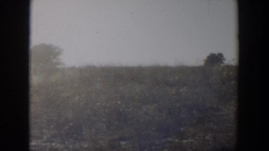 1957: a white dog standing alone in the grassy land with bushes LUBBOCK TEXAS