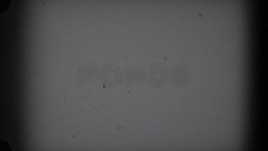 1957: a white dog running away in a field LUBBOCK TEXAS