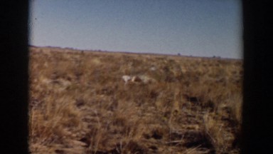1957: Old Time Video of an Animal in the Desert LUBBOCK TEXAS