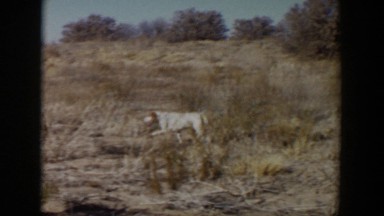 1957: happy dog walking through dry, brushy field LUBBOCK TEXAS