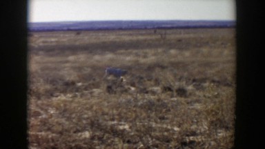 1957: lonely viewing of a dog just standing in the desert. LUBBOCK TEXAS