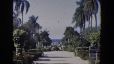 1951: when trees want to take over. CUBA