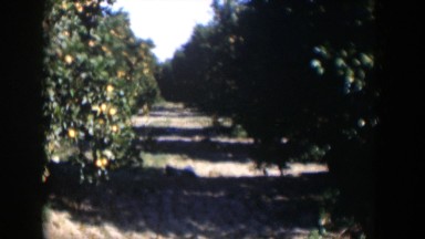 1951: The Orange County Orange Groves Back in the Nineteen Sixties. Cuba