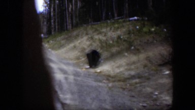 1951: Big Bear Crossing the Highway in Wyoming