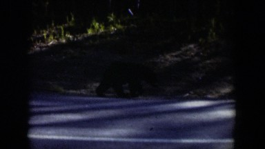 1951: a large black bear sniffs the ground as it walks down the road WYOMING