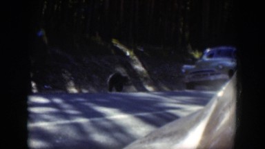 1951: scared animals get away from the car approaching them on the roadside