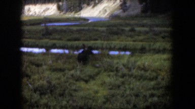1951: lonely animal standing in the field. WYOMING