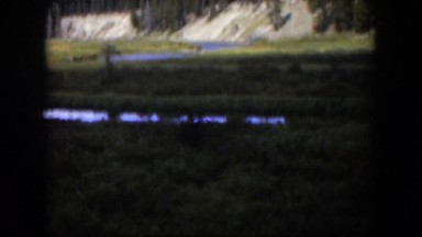 1951: moose standing in a low lying delta. WYOMING