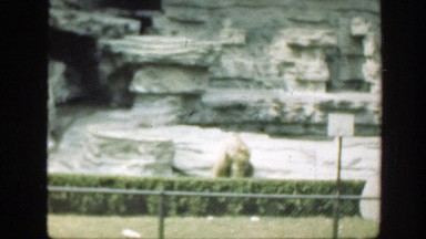 1948: bear sitting and observing in a caged area with rocky background