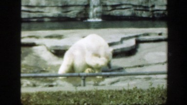 1948: funny polar bear has an itch at the zoo. WASHINGTON DC