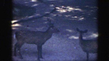 1948: several whitetail bucks, doe, and fawns walking around on a paved area