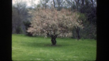 1949: back yard with apple tree and boy seated at the patio table. CINCINNATTI