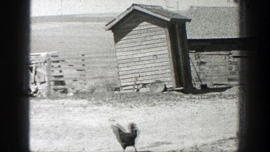 1937: Chicken Casually Walking in the Dirt, California