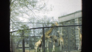 1949: Giraffes Walking in Confined Zoo Enclosure, Cincinnati Ohio