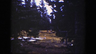 1938: a peaceful image of gathering animals in a forest! CALIFORNIA