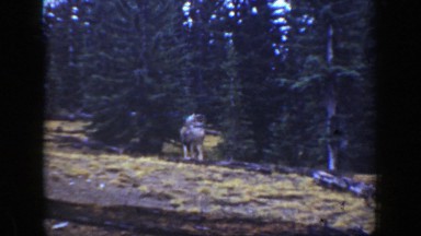 1938: retro footage of a majestic animal and fawn CALIFORNIA