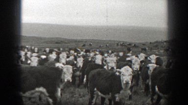 1939: Black and White Film of Cattle Grazing in an Open Field, Montana