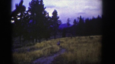 1939: whitetail deer saunters along a mountain game trail. WYOMING