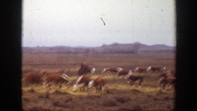 1939: cows standing in the field. MONTANA