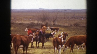 1939: two men riding horses through a field filled with brown and white cows