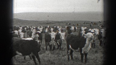 1939: hereford cattle herd together on a grassy, mountain pasture MONTANA